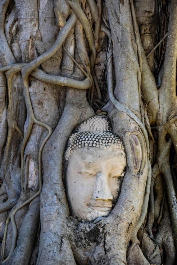 Buddha head in tree roots at Wat Mahathat in Ayutthaya, Thailand