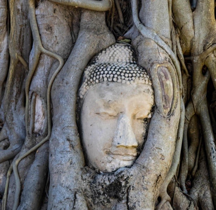 Buddha head in tree roots at Wat Mahathat in Ayutthaya, Thailand